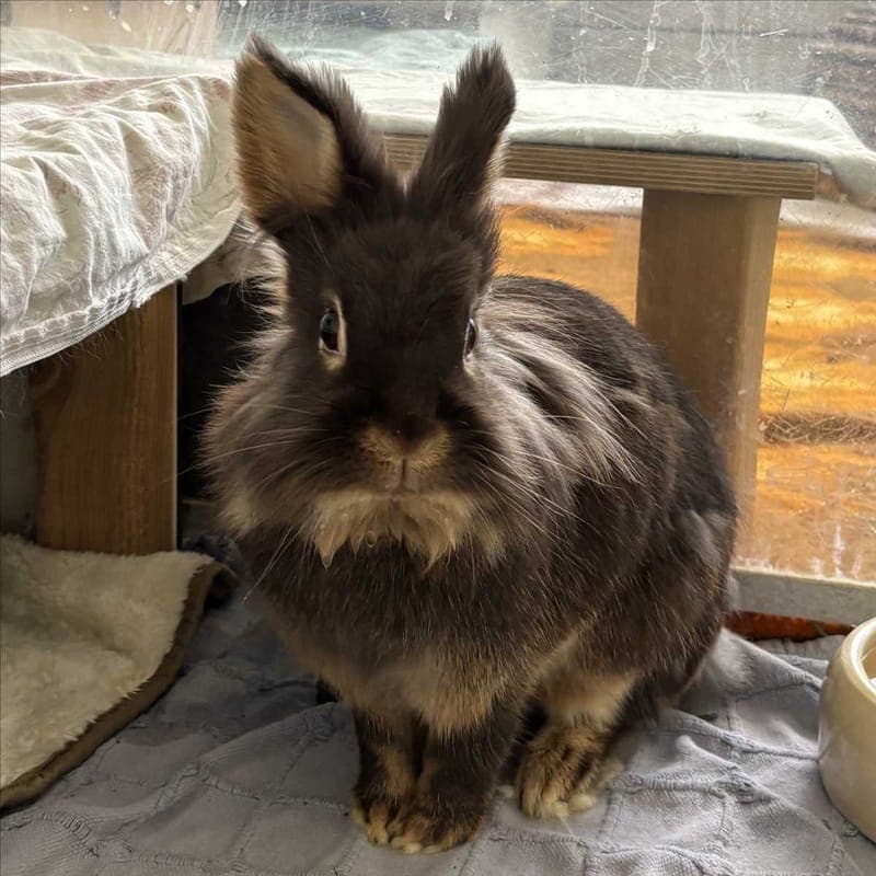 CARLOTTA - Kleintier zur Adoption aus Tierheim München
