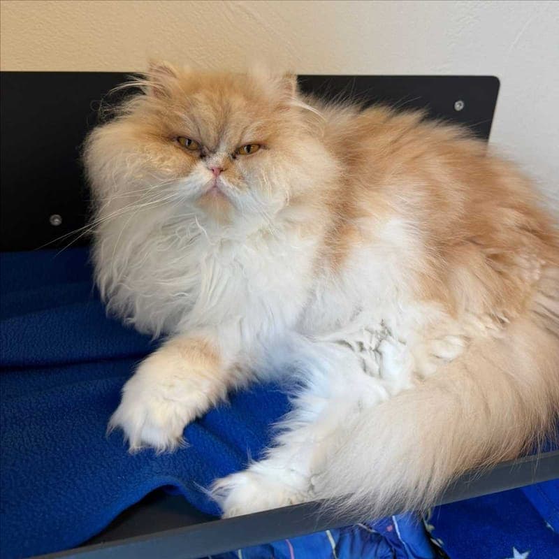 CASTOR - Katze zur Adoption aus Tierheim München