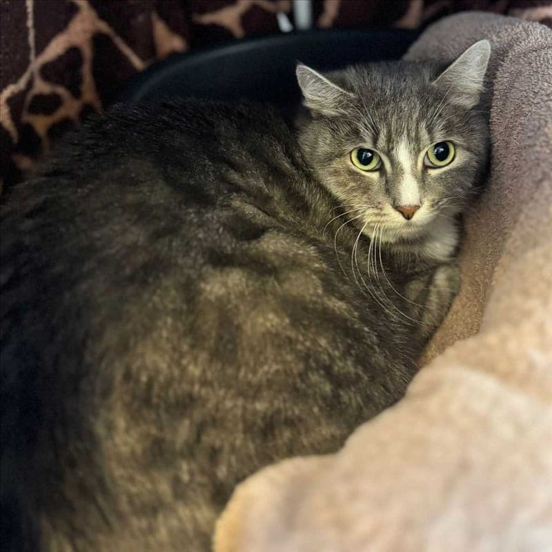 CHARLY - Katze zur Adoption aus Tierheim München