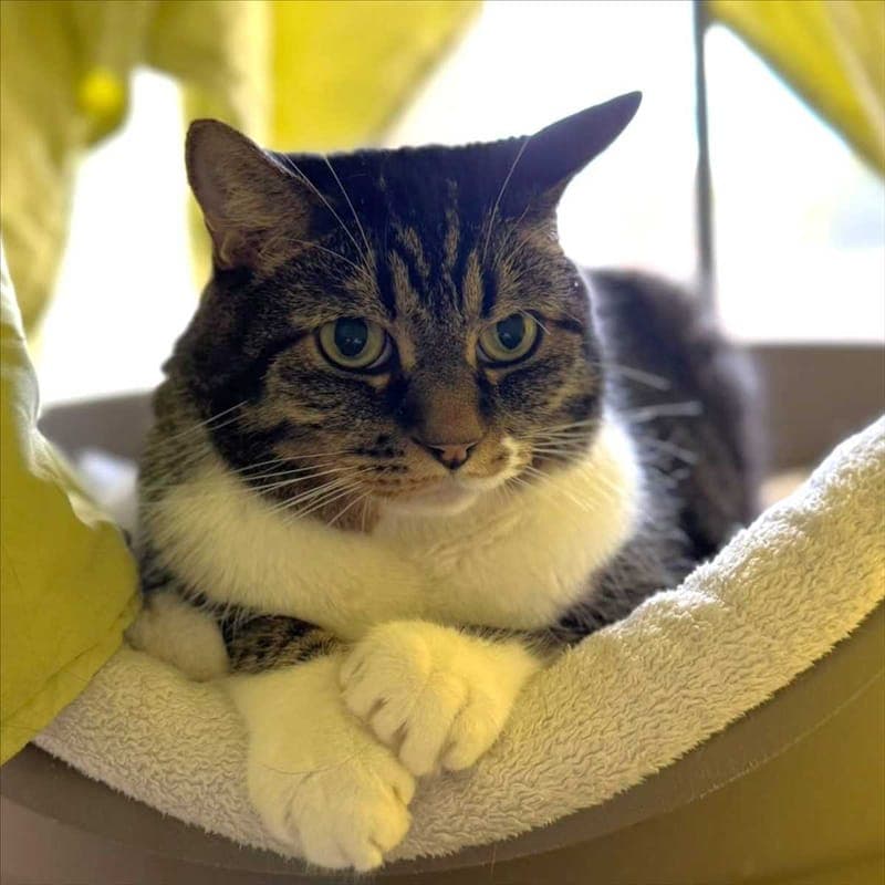CHICO - Katze zur Adoption aus Tierheim München