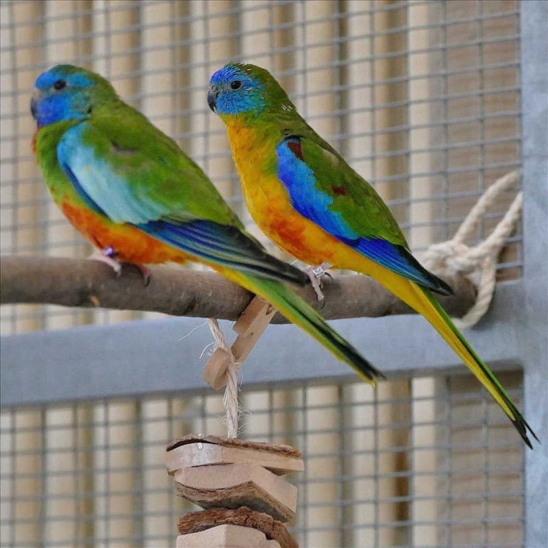 CLOUDY - Vogel zur Adoption aus Tierheim München