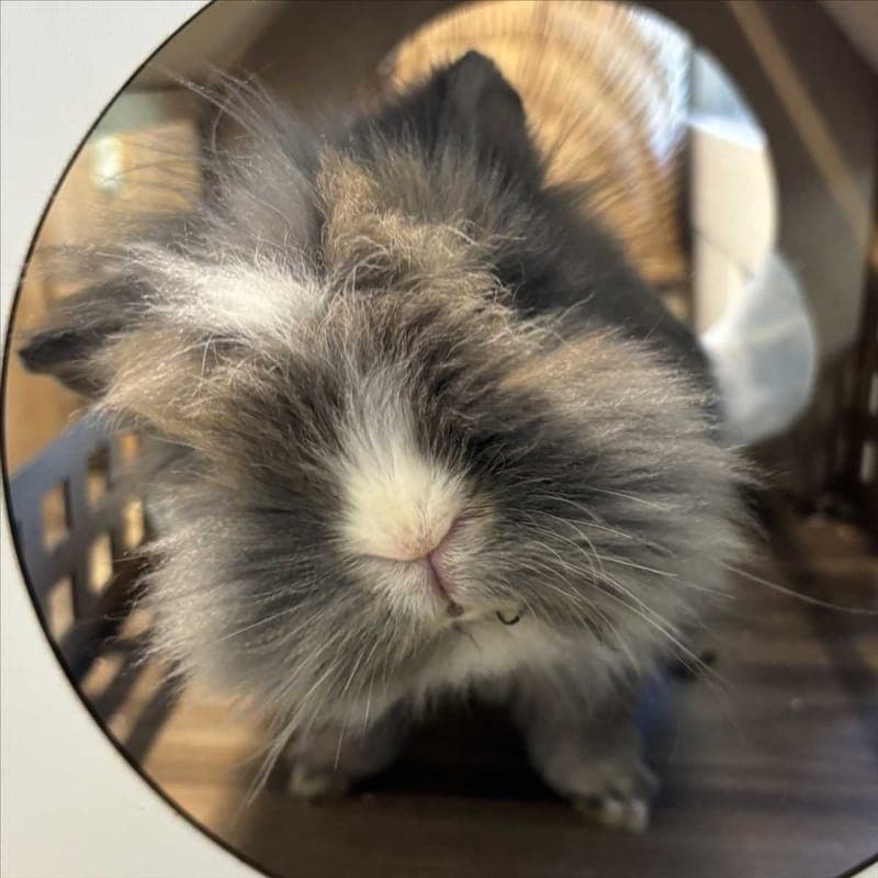 COCO - Kleintier zur Adoption aus Tierheim München
