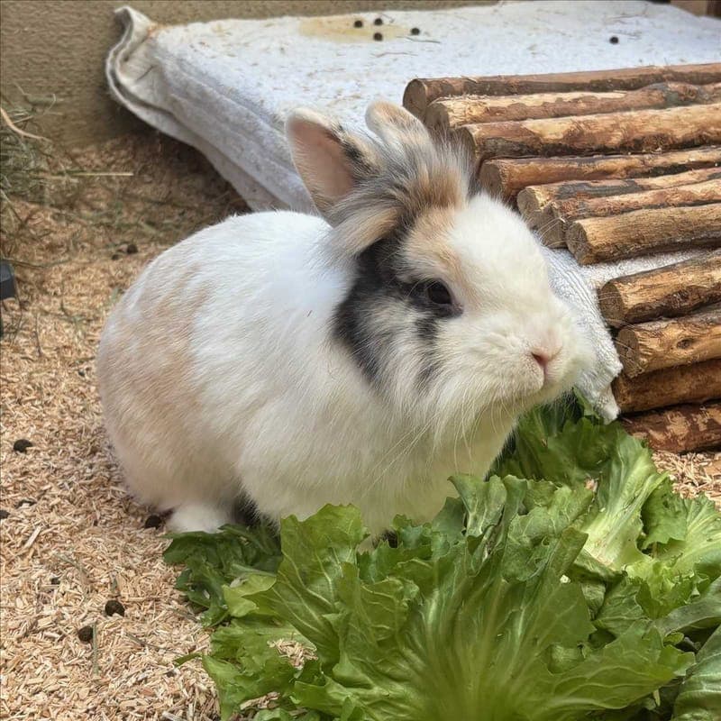 CODY - Kleintier zur Adoption aus Tierheim München