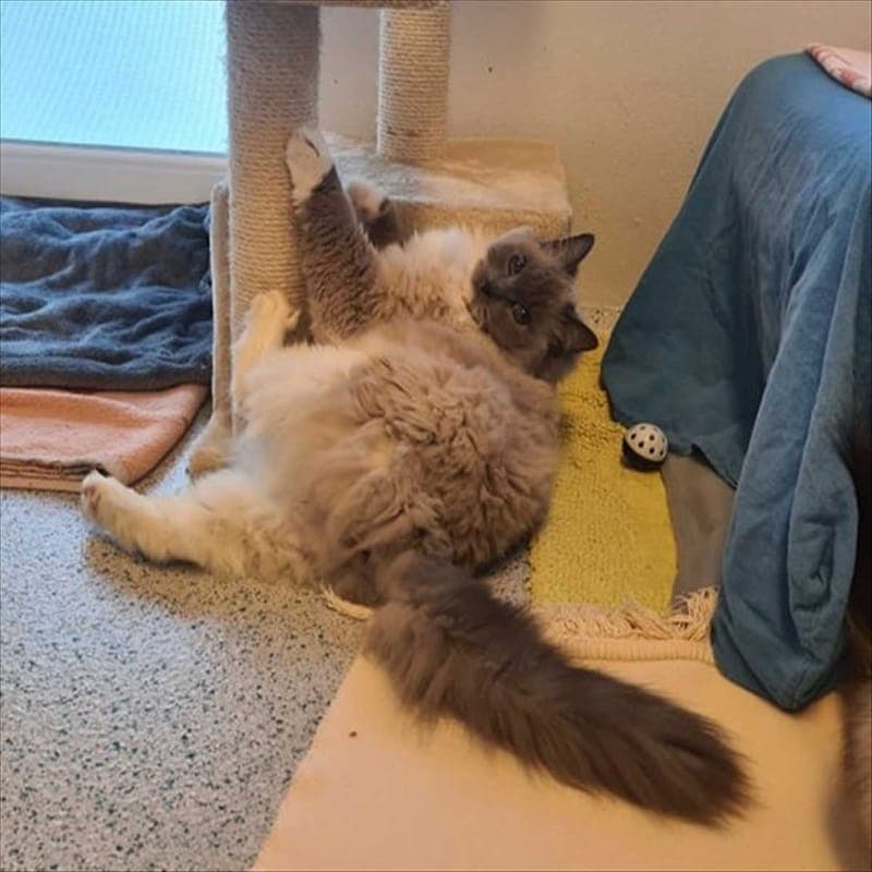 CONSTANTIN CHRISTOMANOS - Katze zur Adoption aus Tierheim München