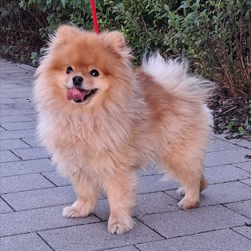 COOPER - Hund zur Adoption aus Tierheim München