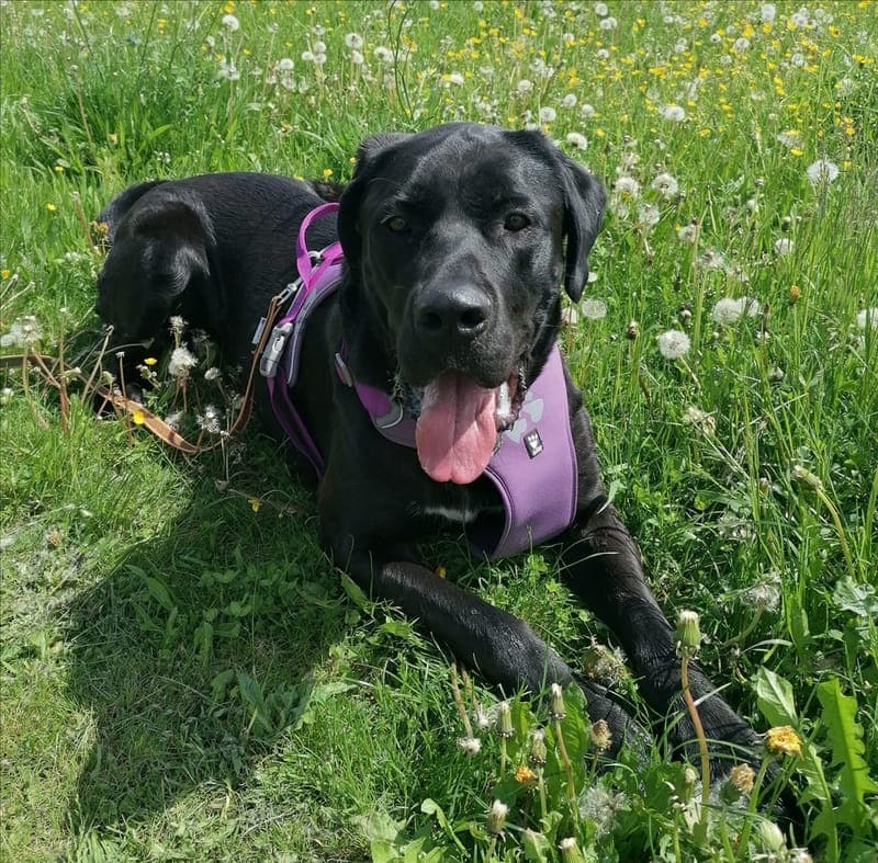 DON - Hund zur Adoption aus Tierheim München