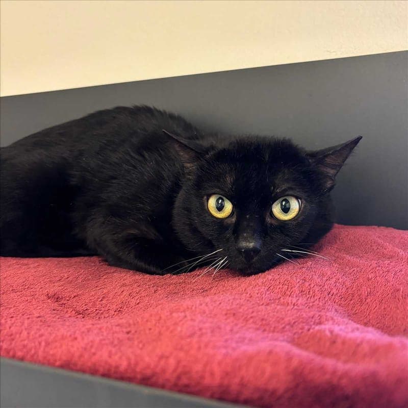 DONNY DARKO - Katze zur Adoption aus Tierheim München