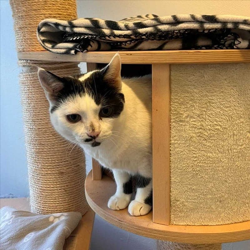 DORI - Katze zur Adoption aus Tierheim München