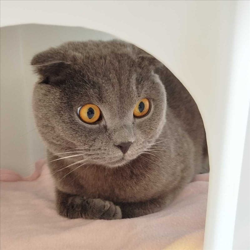 DUMAN - Katze zur Adoption aus Tierheim München