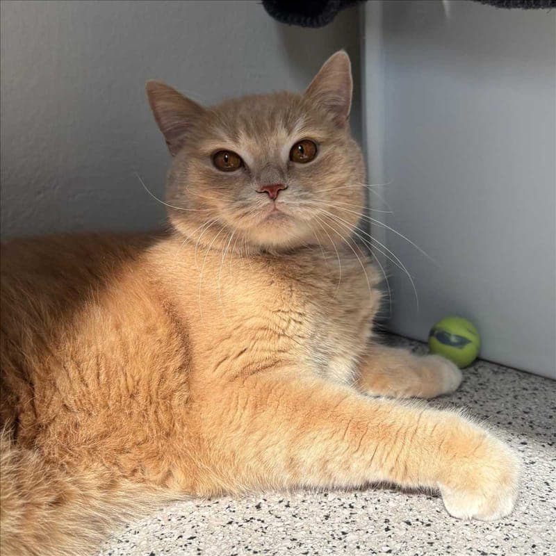EDDIE - Katze zur Adoption aus Tierheim München