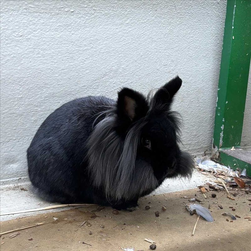 EINSTEIN - Kleintier zur Adoption aus Tierheim München