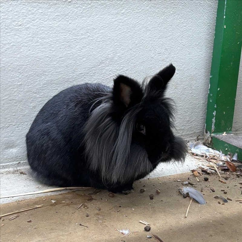 EINSTEIN - Kleintier zur Adoption aus Tierheim München