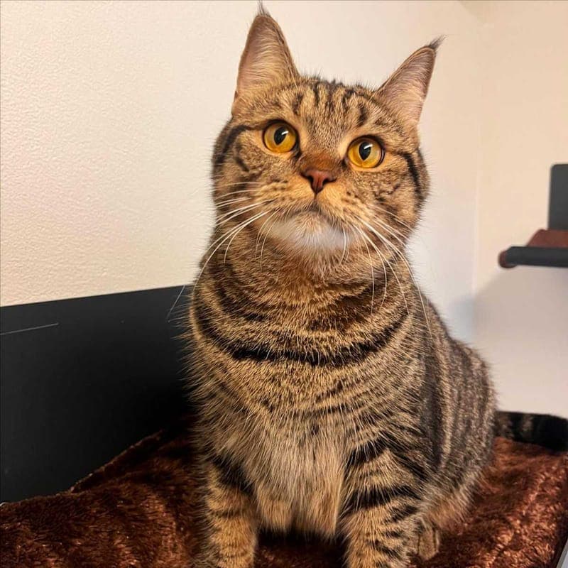 EKMEK - Katze zur Adoption aus Tierheim München