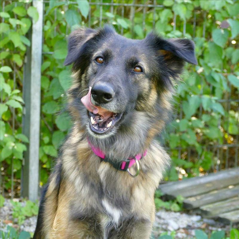 ELA - Hund zur Adoption aus Tierheim München