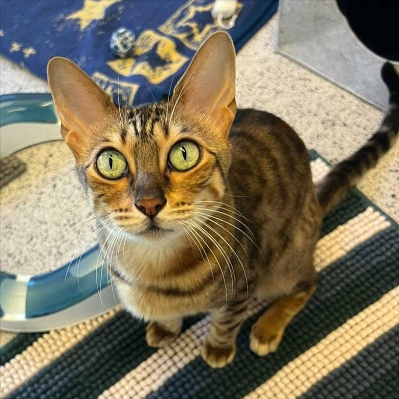 ELFIE - Katze zur Adoption aus Tierheim München