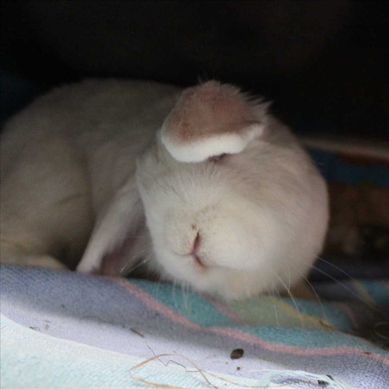 ELINOR - Kleintier zur Adoption aus Tierheim München