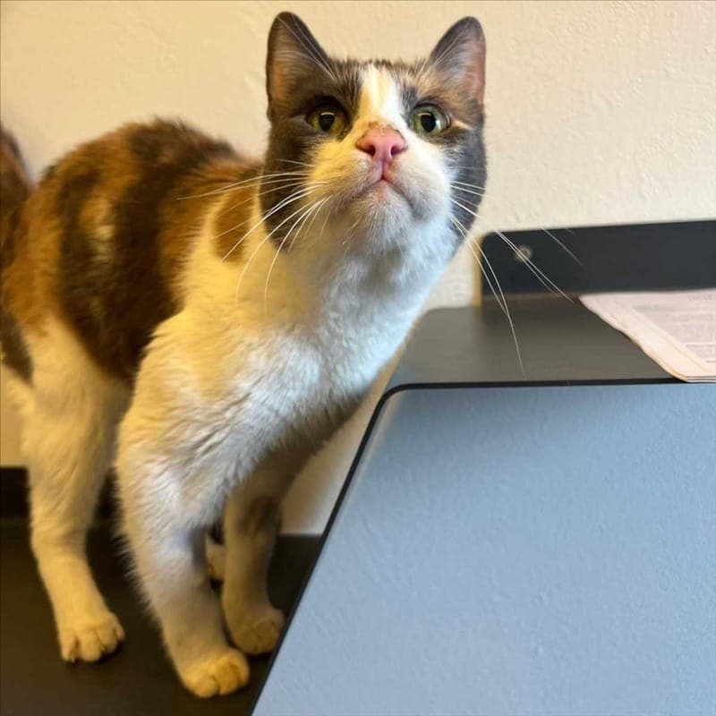 ELLI - Katze zur Adoption aus Tierheim München