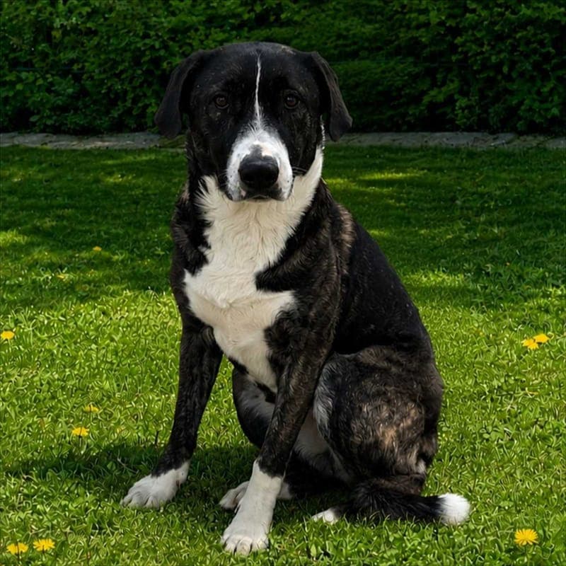 EMMA - Hund zur Adoption aus Tierheim München