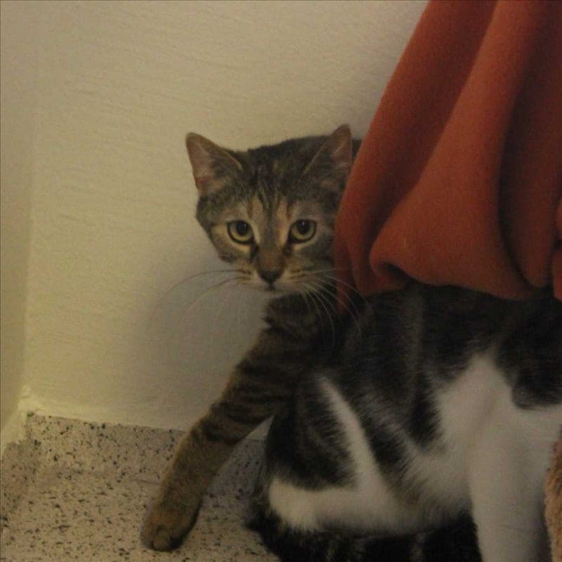 EMMI - Katze zur Adoption aus Tierheim München