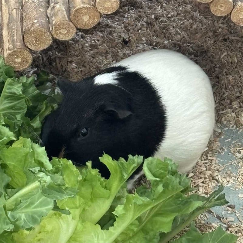 ENNO VON ENDIVIE - Kleintier zur Adoption aus Tierheim München