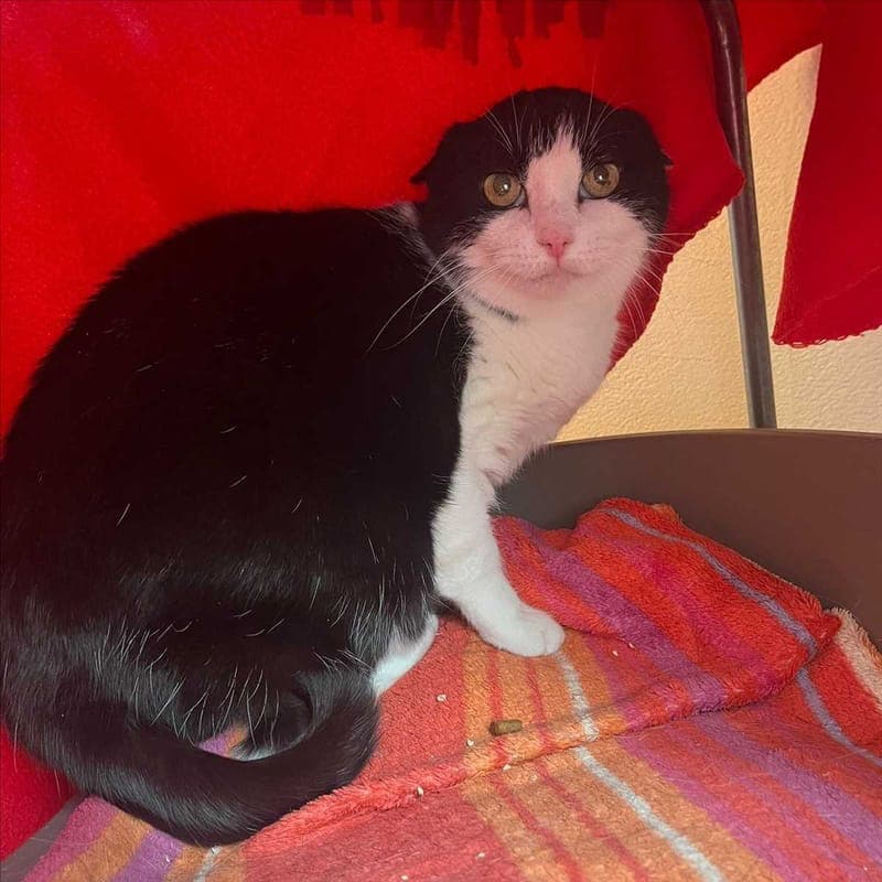 FELI - Katze zur Adoption aus Tierheim München