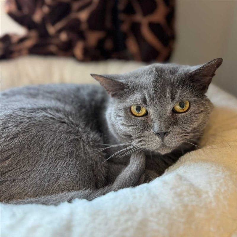 FELIX - Katze zur Adoption aus Tierheim München