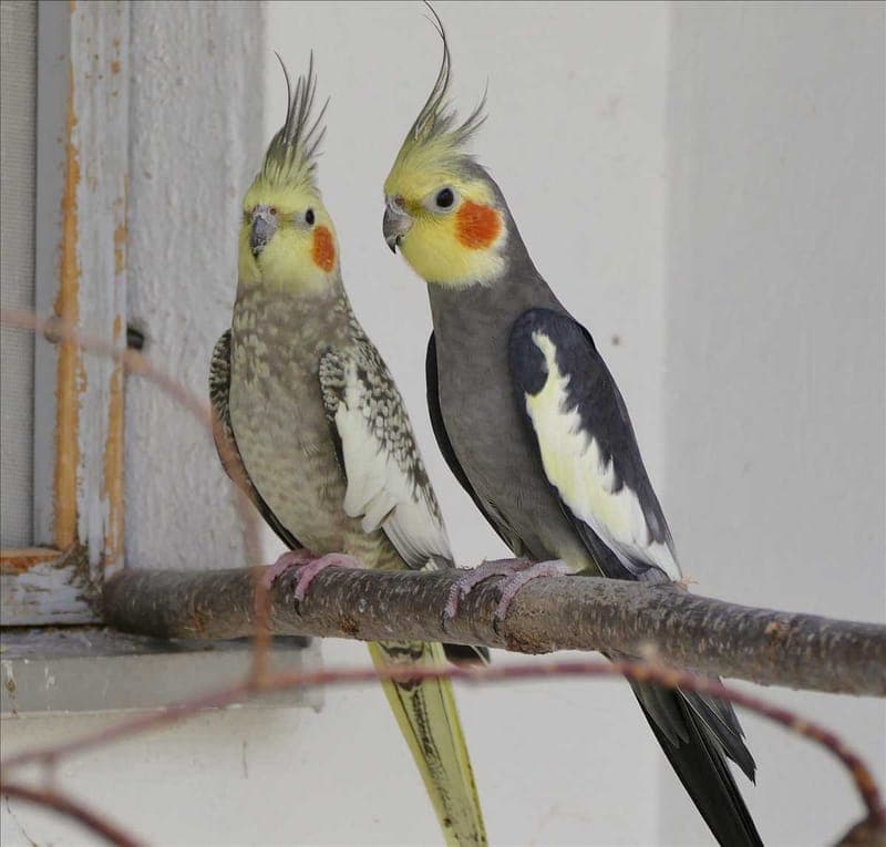 FEUERLÖSCHER - Vogel zur Adoption aus Tierheim München