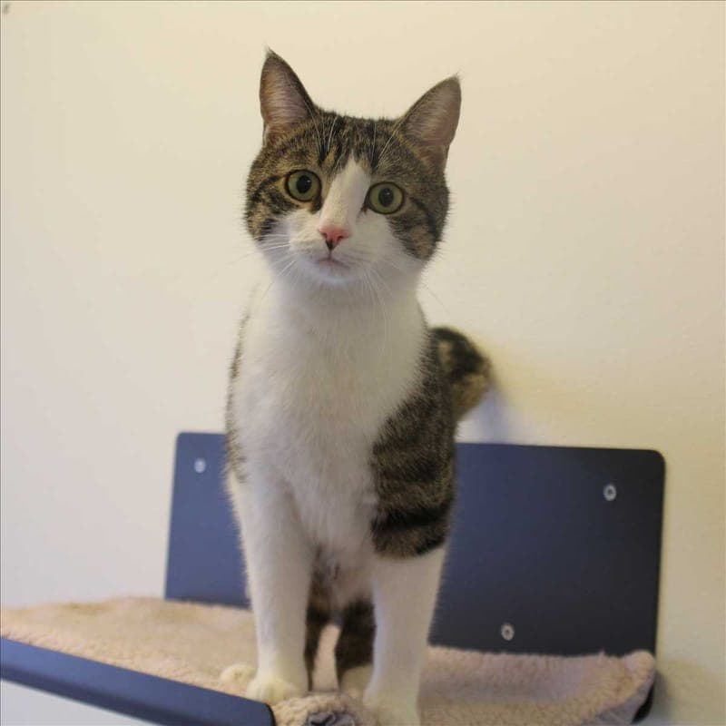 FILOU - Katze zur Adoption aus Tierheim München