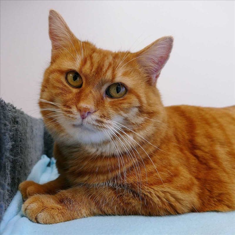 FLUFFEL - Katze zur Adoption aus Tierheim München