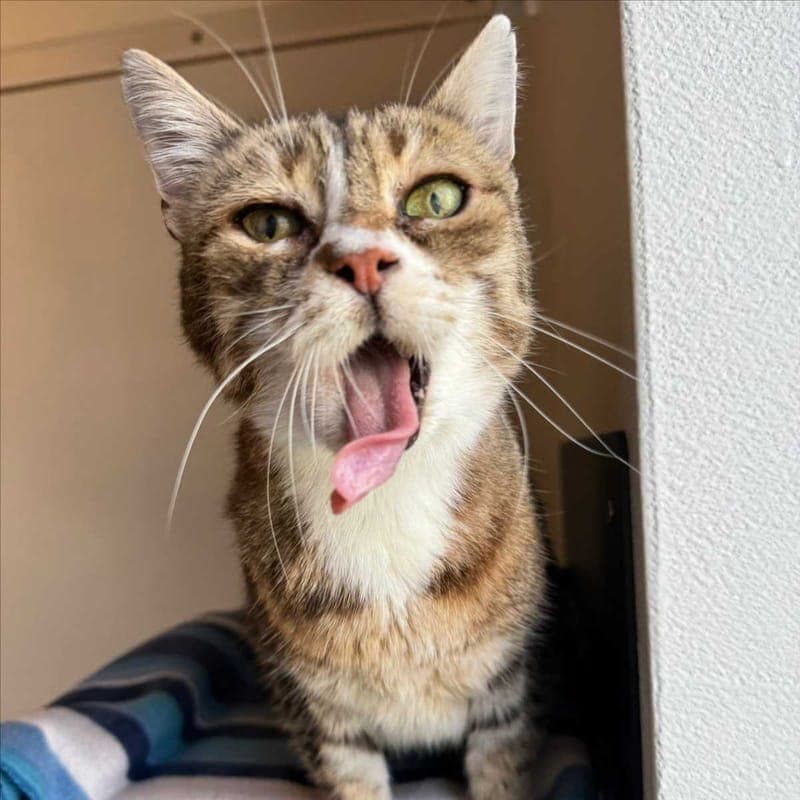 FRAU SCHLONZ - Katze zur Adoption aus Tierheim München