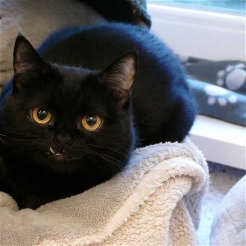 FRIDA - Katze zur Adoption aus Tierheim München