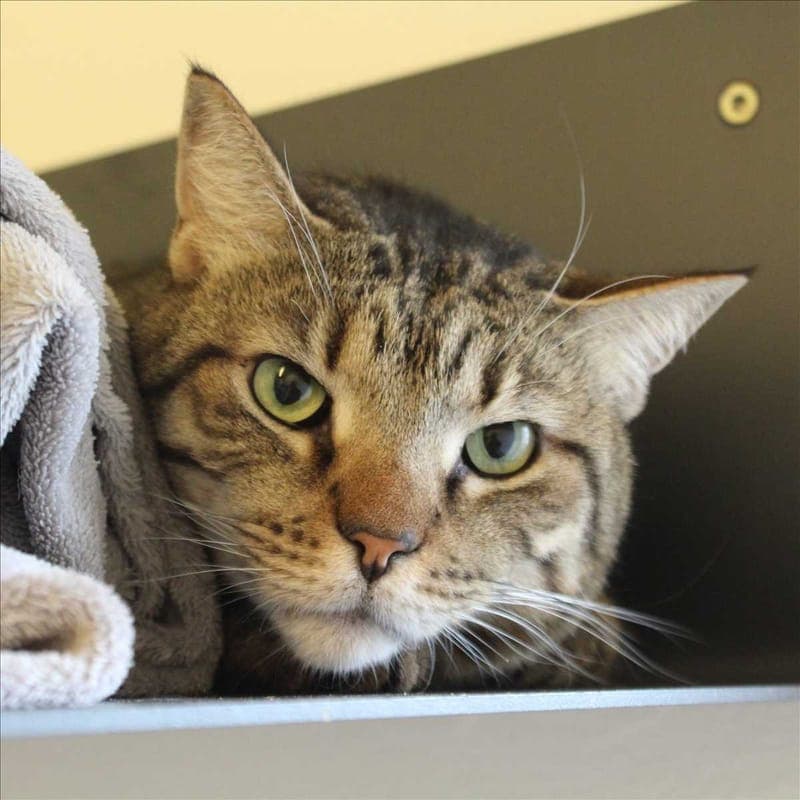 FRITZ - Katze zur Adoption aus Tierheim München