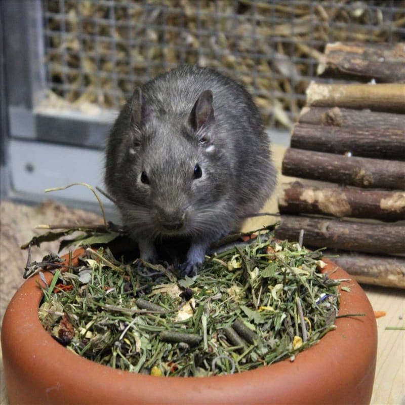 GANDOLFINE - Kleintier zur Adoption aus Tierheim München