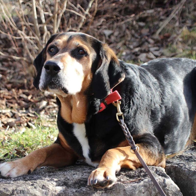 CHARLY - Hund zur Adoption aus Gnadenhof Kirchasch