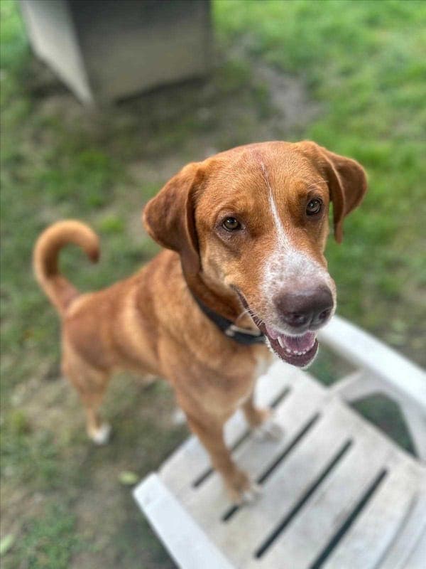 PONGO - Hund zur Adoption aus Gnadenhof Kirchasch