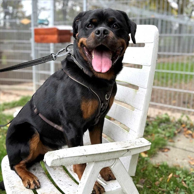 SMARTIE - Hund zur Adoption aus Gnadenhof Kirchasch