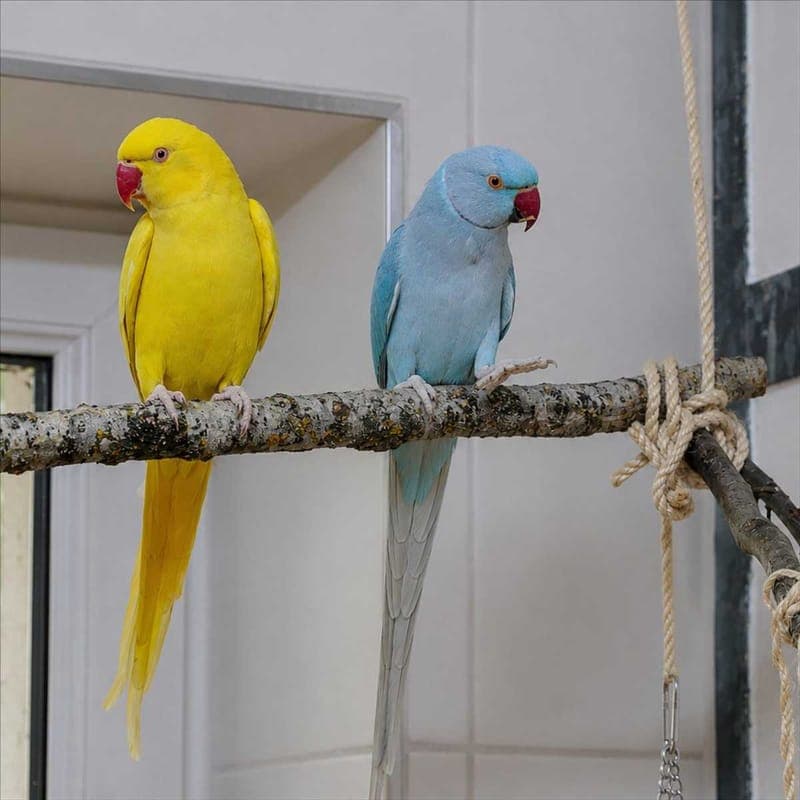 GOOSE - Vogel zur Adoption aus Tierheim München