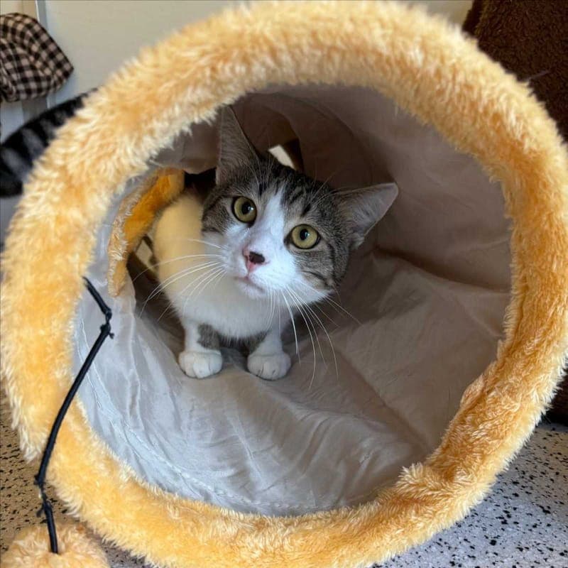 GORDO - Katze zur Adoption aus Tierheim München