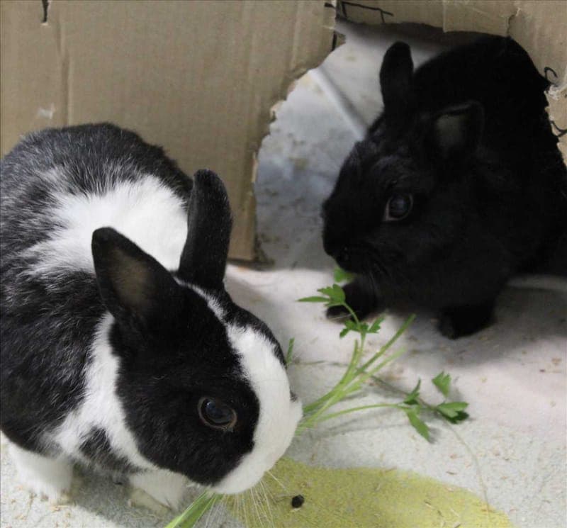 GUSTAV - Kleintier zur Adoption aus Tierheim München