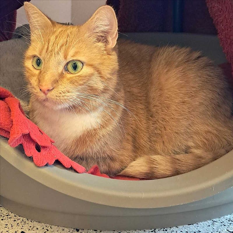 HANIBAL - Katze zur Adoption aus Tierheim München