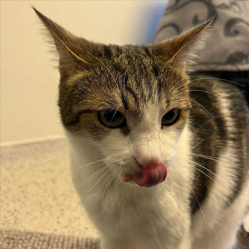 HANSI - Katze zur Adoption aus Tierheim München