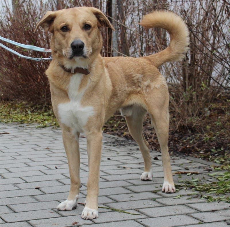 HARALD - Hund zur Adoption aus Tierheim München