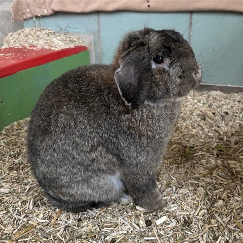 HERKULES - Kleintier zur Adoption aus Tierheim München