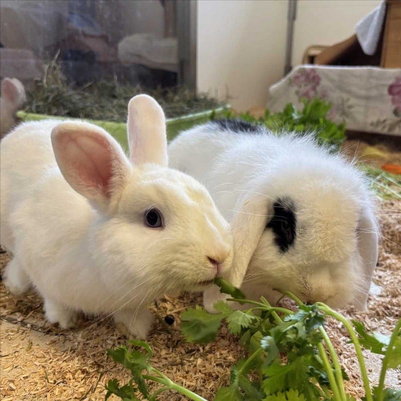 HOPS - Kleintier zur Adoption aus Tierheim München