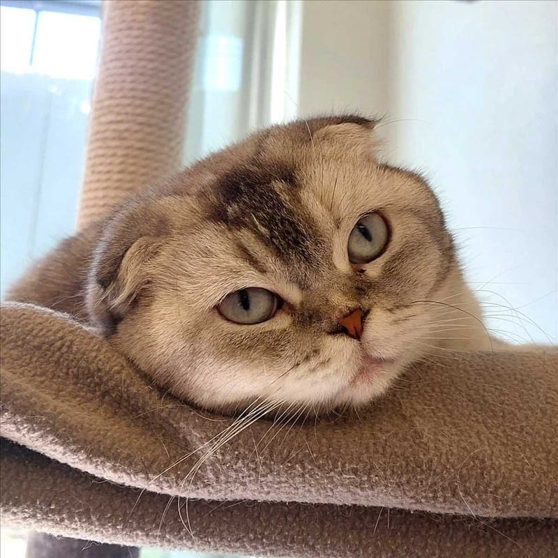 INCI - Katze zur Adoption aus Tierheim München