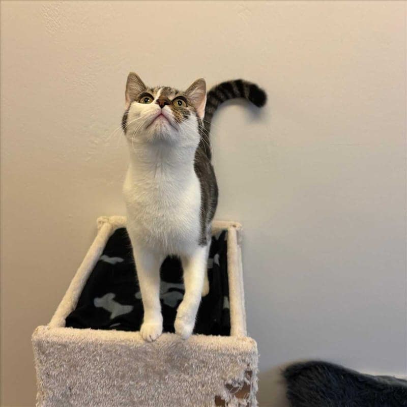 JELLY - Katze zur Adoption aus Tierheim München