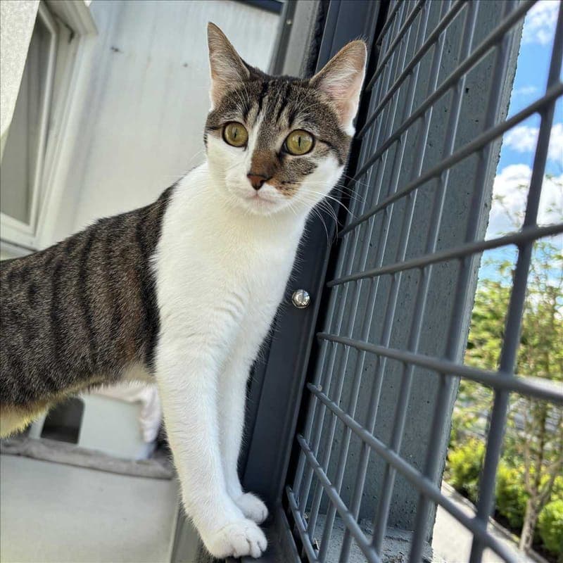 JELLY - Katze zur Adoption aus Tierheim München