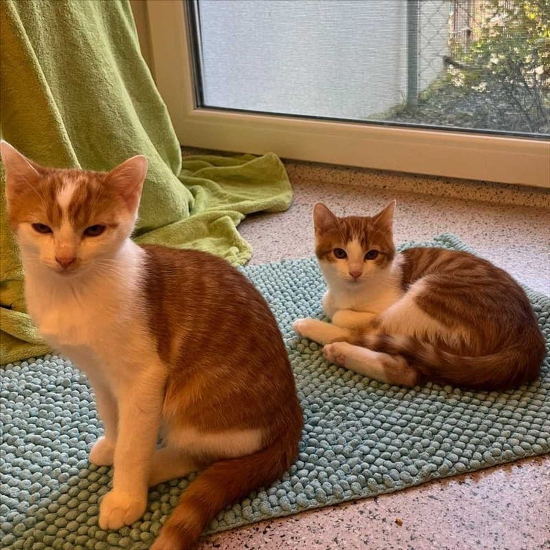 JOE DALTON - Katze zur Adoption aus Tierheim München
