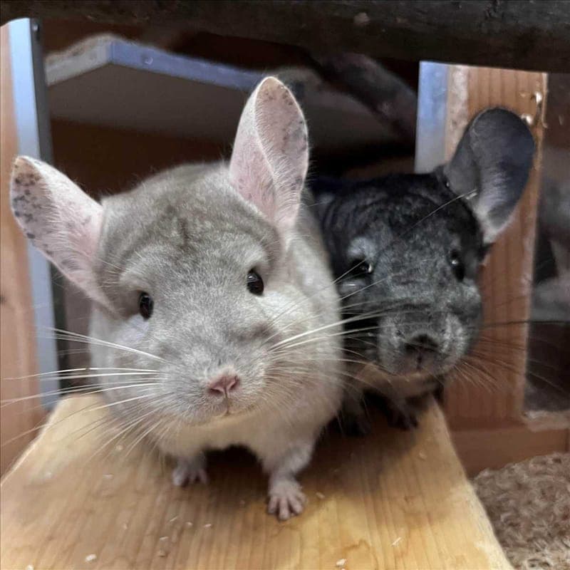 JUNA - Kleintier zur Adoption aus Tierheim München