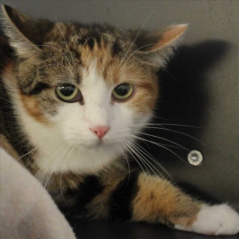 KAROLINE - Katze zur Adoption aus Tierheim München